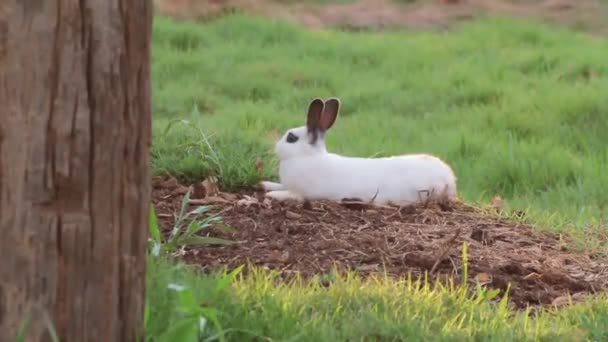 Ung Bedårande Kanin Som Leker Trädgården — Stockvideo