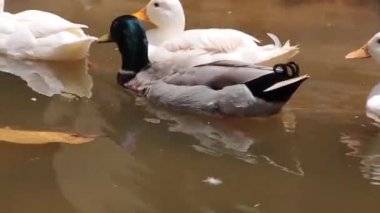 Dört beyaz ördek bir gölette yüzüyor.