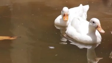 Dört beyaz ördek bir gölette yüzüyor.