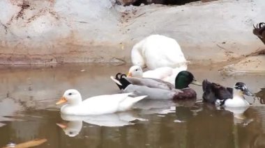 Dört beyaz ördek bir gölette yüzüyor.