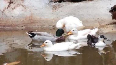 Dört beyaz ördek bir gölette yüzüyor.