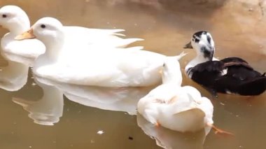 Dört beyaz ördek bir gölette yüzüyor.