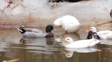 Dört beyaz ördek bir gölette yüzüyor.