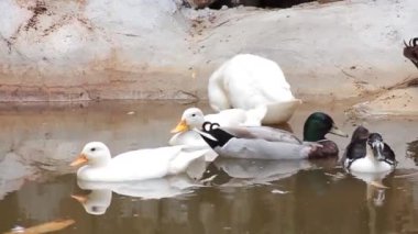 Dört beyaz ördek bir gölette yüzüyor.