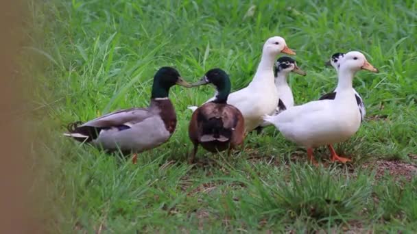 Quatre Canards Blancs Nageant Travers Étang — Video