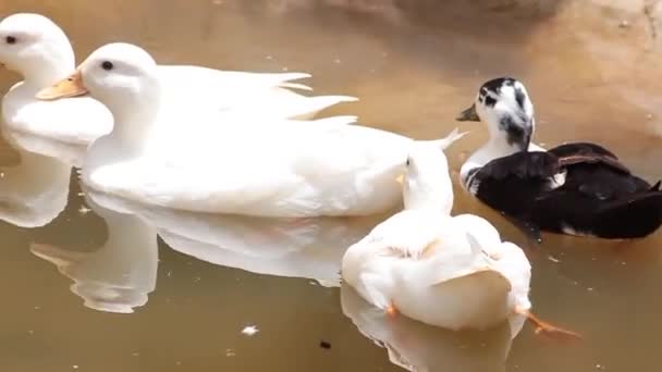 Cuatro Patos Blancos Nadando Través Estanque — Vídeos de Stock