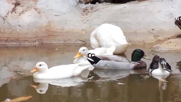 Négy Fehér Kacsa Úszik Egy Tavon — Stock videók