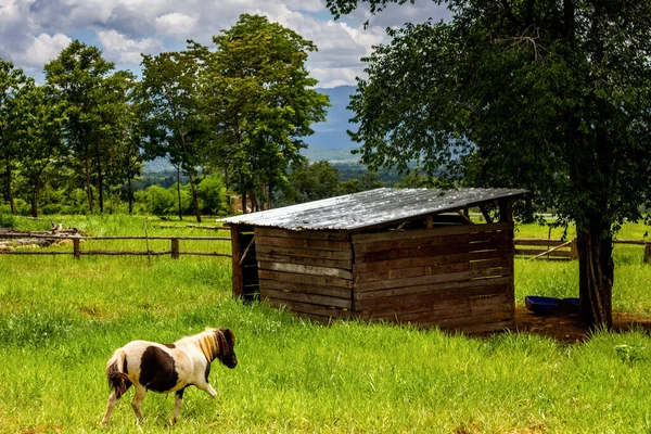 Hermoso Caballo Marrón Pastando Una Floreciente Pradera Soleada Campo Junto —  Fotos de Stock