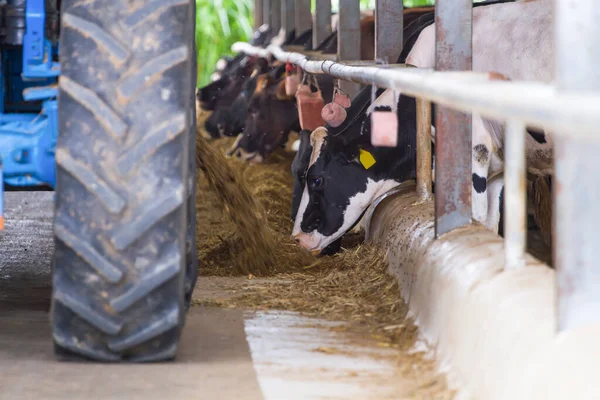 Cows in a farm. Dairy cows. fresh hay in front of milk cows during work.Modern farm cowshed with milking cows eating hay