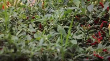 Bahçede kuş gözü biber yetişiyor. İnsan yok. Boşluğu kopyala