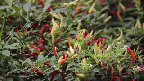 Bird Eye Chili Grow Garden People Copy Space — Stock Video