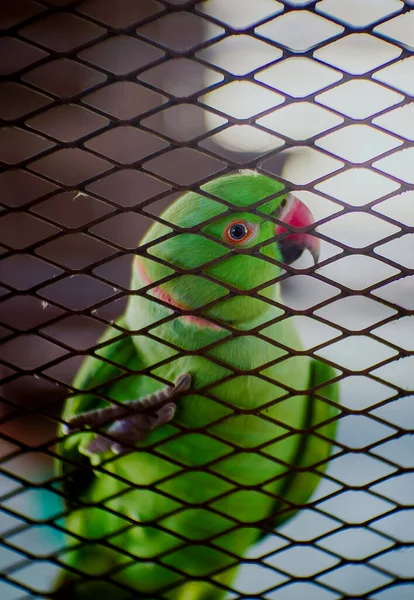 Een Groene Papegaai Een Kooi Die Rechtstreeks Cameralens Kijkt — Stockfoto