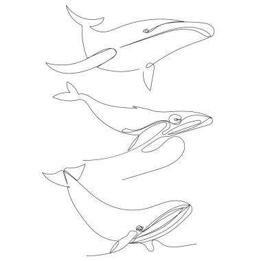 Balina sürekli bir çizgi, vektör çizer