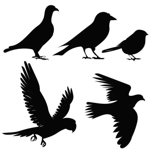 Набор Птиц Черный Силуэт Вектор Изолированный — стоковый вектор