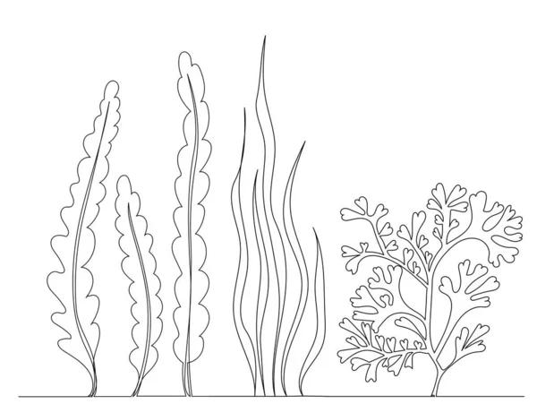 Dibujo Algas Marinas Esquema Línea Continua Aislado Vector — Vector de stock