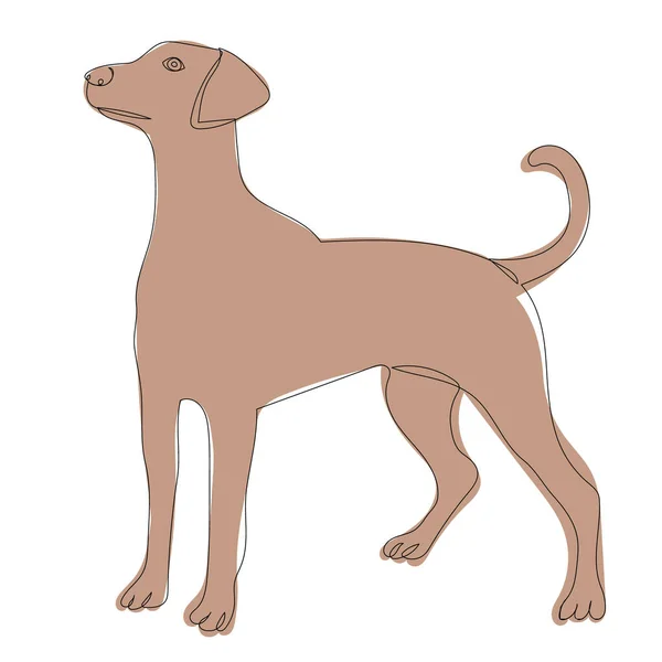 Коричневая Собака Одна Линия Рисунок Изолирован Вектор — стоковый вектор