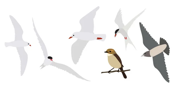 Vogels Set Platte Stijl Vector — Stockvector