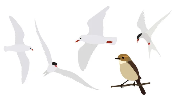 Vögel Gesetzt Flachen Vektor Isoliert — Stockvektor