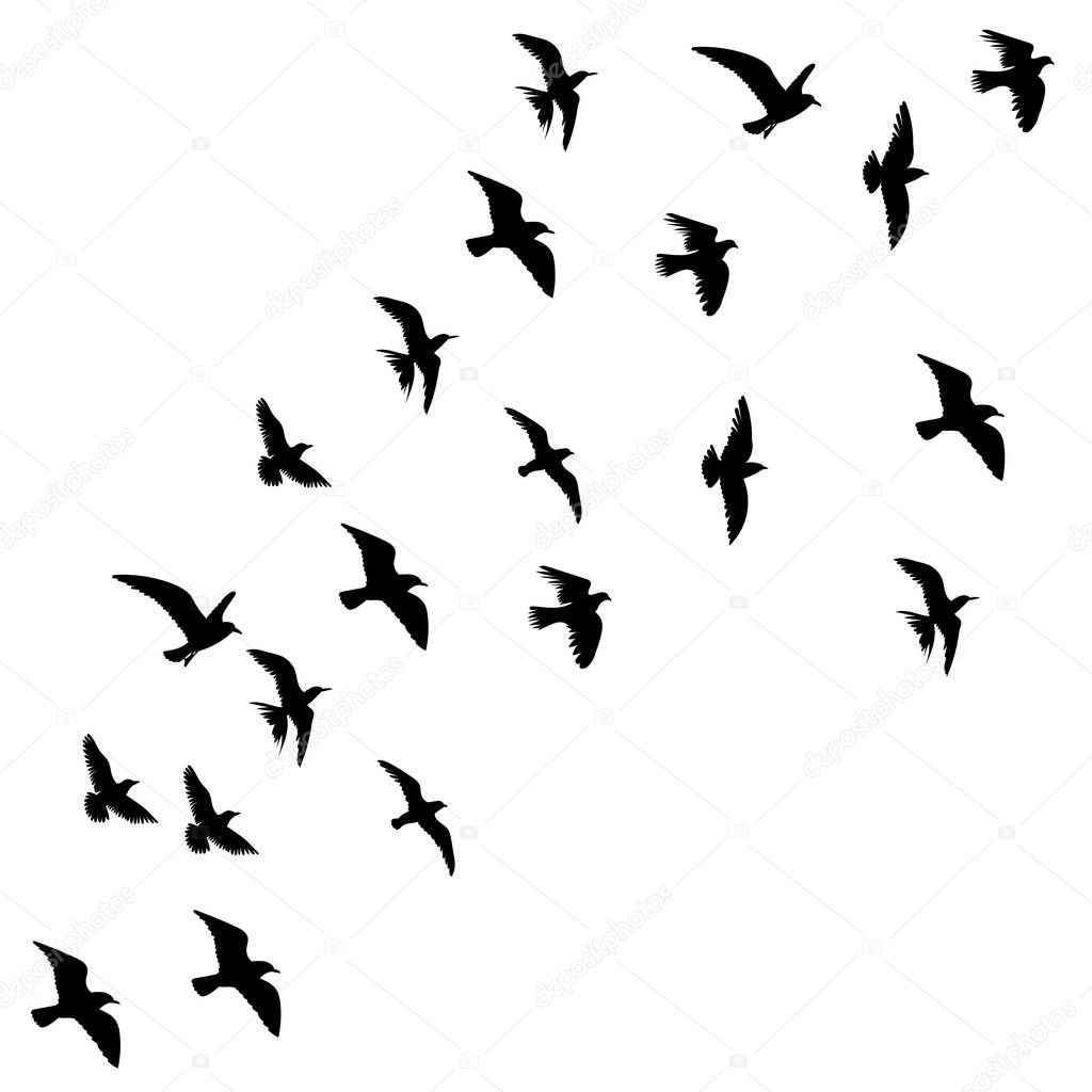 flying birds silhouette vector, isolated
