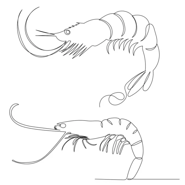 Shrimp Drawing One Continuous Line Vector Isolated — Stock Vector