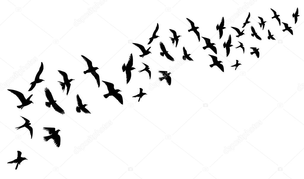 bird flies black silhouette, isolated