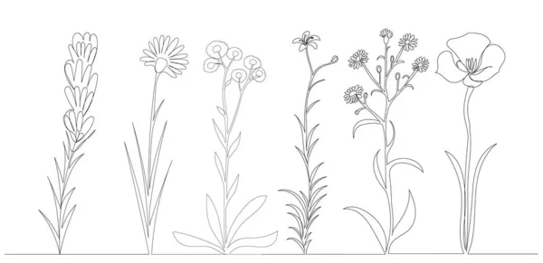 Fleurs Collection Plantes Dessin Ligne Continu Croquis — Image vectorielle