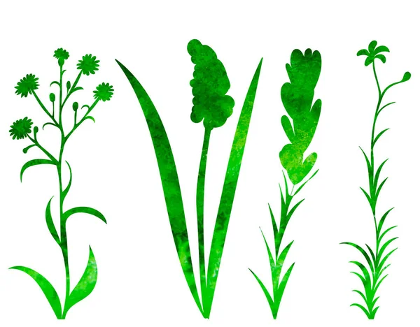 Φυτό Λουλούδι Πράσινο Υδατογραφία Σιλουέτα Απομονωμένη Διάνυσμα — Διανυσματικό Αρχείο