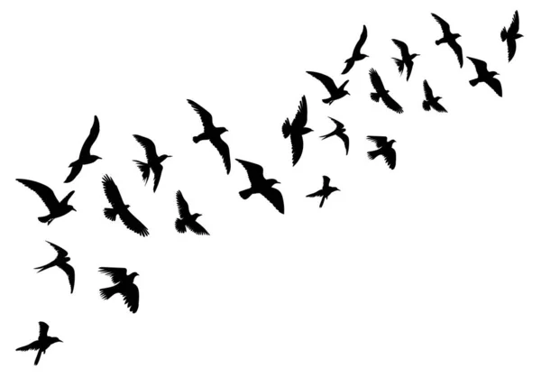 Silhouette Flying Flock Birds Isolated Vector — Stockvektor