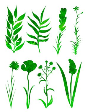 Bitkiler, çiçekler suluboya silueti, izole edilmiş