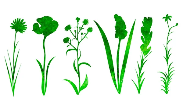 Plantas Flores Conjunto Silueta Acuarela Aislado Vector — Archivo Imágenes Vectoriales