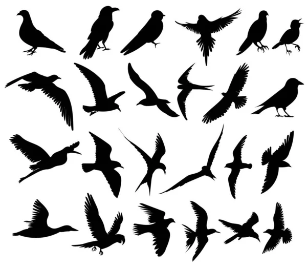 bird set, black silhouette, isolated vector