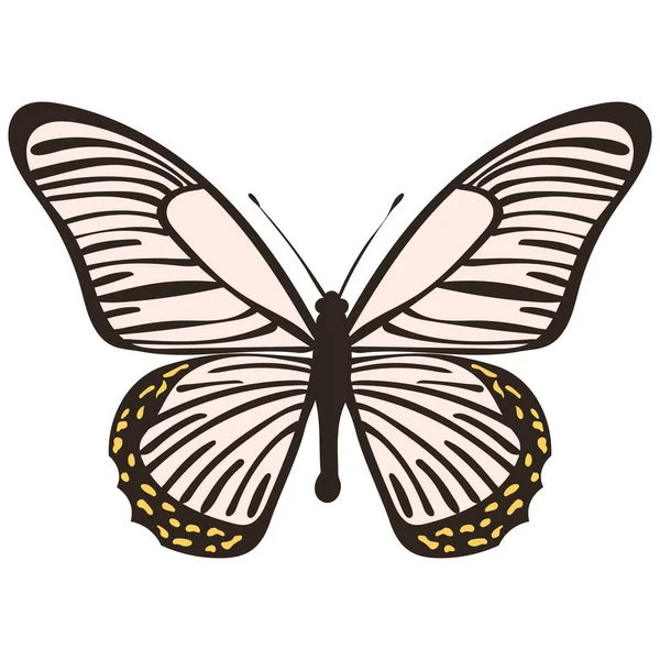 Метелик Плоский Дизайн Білому Тлі — стоковий вектор