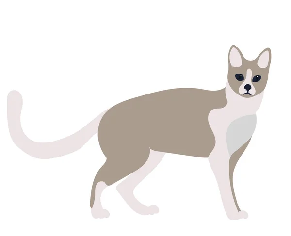 Кошка Белом Фоне Изолированный Вектор — стоковый вектор