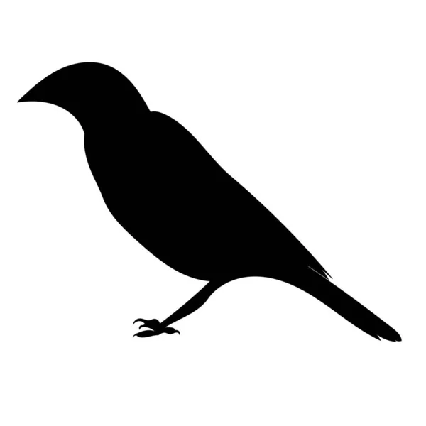 Silhueta Pássaro Sobre Fundo Branco Vetor Isolado — Vetor de Stock