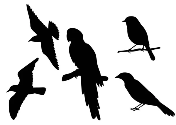 Набір Птахів Силует Білому Тлі Вектор Ізольовані — стоковий вектор