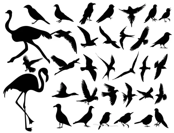 Коллекция Птиц Набор Силуэт Белом Фоне Вектор Изолированные — стоковый вектор