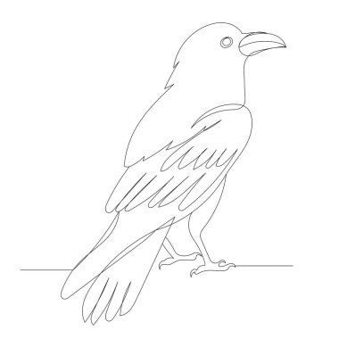 Kuzgun, karga çizimi aralıksız bir çizgi, vektör, izole edilmiş