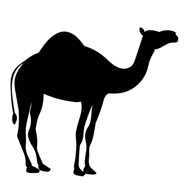 Silhueta Camelo Sobre Fundo Branco Vetor Isolado —  Vetores de Stock