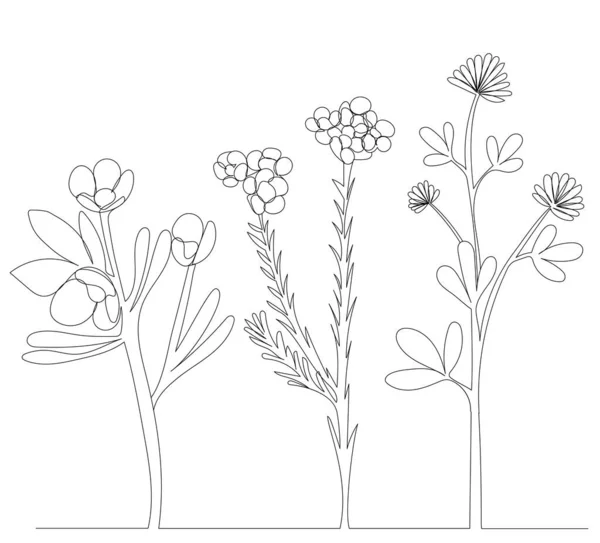 Blommor Växter Linje Ritning Vektor — Stock vektor