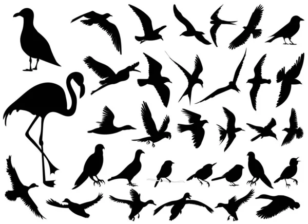 Aves Conjunto Silueta Sobre Fondo Blanco Vector — Archivo Imágenes Vectoriales