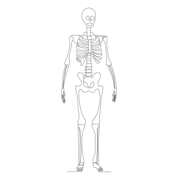 Esqueleto Dibujo Una Línea Contorno Vector Aislado — Vector de stock