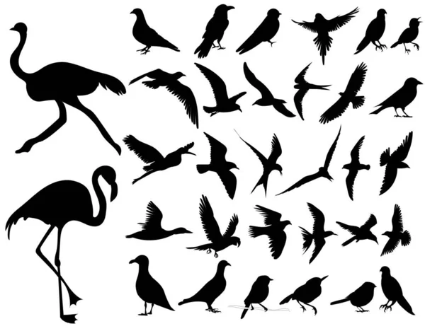 Птицы Устанавливают Силуэт Белом Фоне Вектор — стоковый вектор