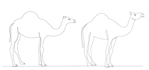 Camelos Uma Linha Contorno Vetor Isolado — Vetor de Stock