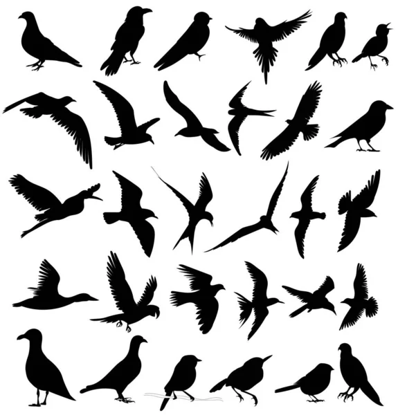 Ptáci Nastavit Siluetu Bílém Pozadí Vektor — Stockový vektor