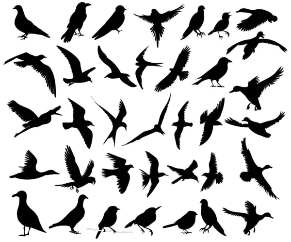 Silhouette Oiseaux Sur Fond Blanc Vecteur — Image vectorielle