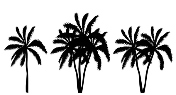 Palm Trees Set Silhouette White Background Isolated Vector — Stock Vector