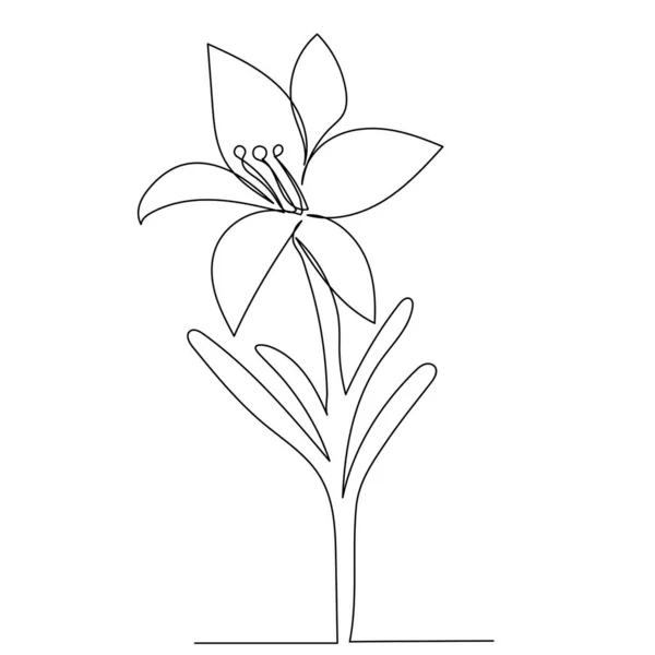 Desenho Flor Lírio Uma Linha Contínua Vetor Isolado — Vetor de Stock