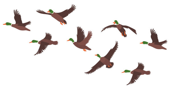 стадо уток плоский дизайн на белом фоне, изолированный вектор