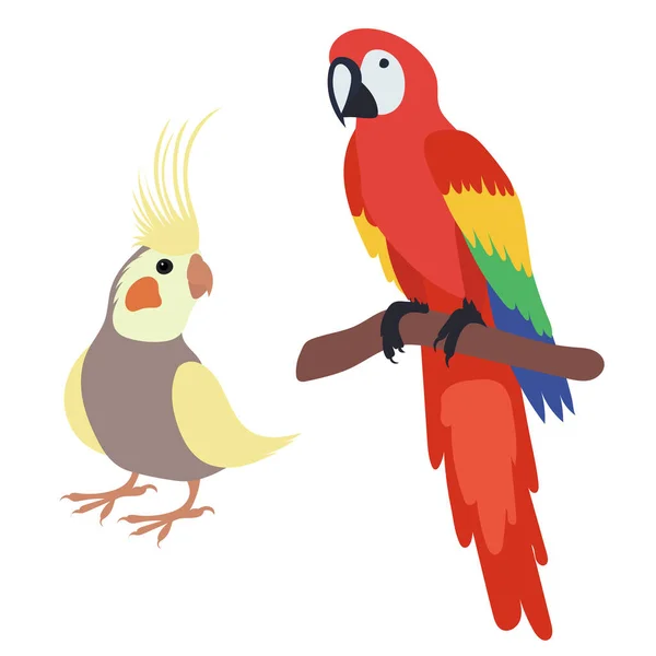 Projeto Plano Papagaio Fundo Branco Vetor Isolado — Vetor de Stock