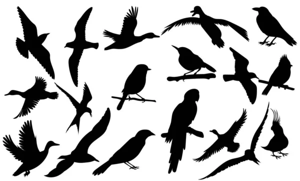 Vögel Setzen Schwarze Silhouette Isolierten Vektor — Stockvektor